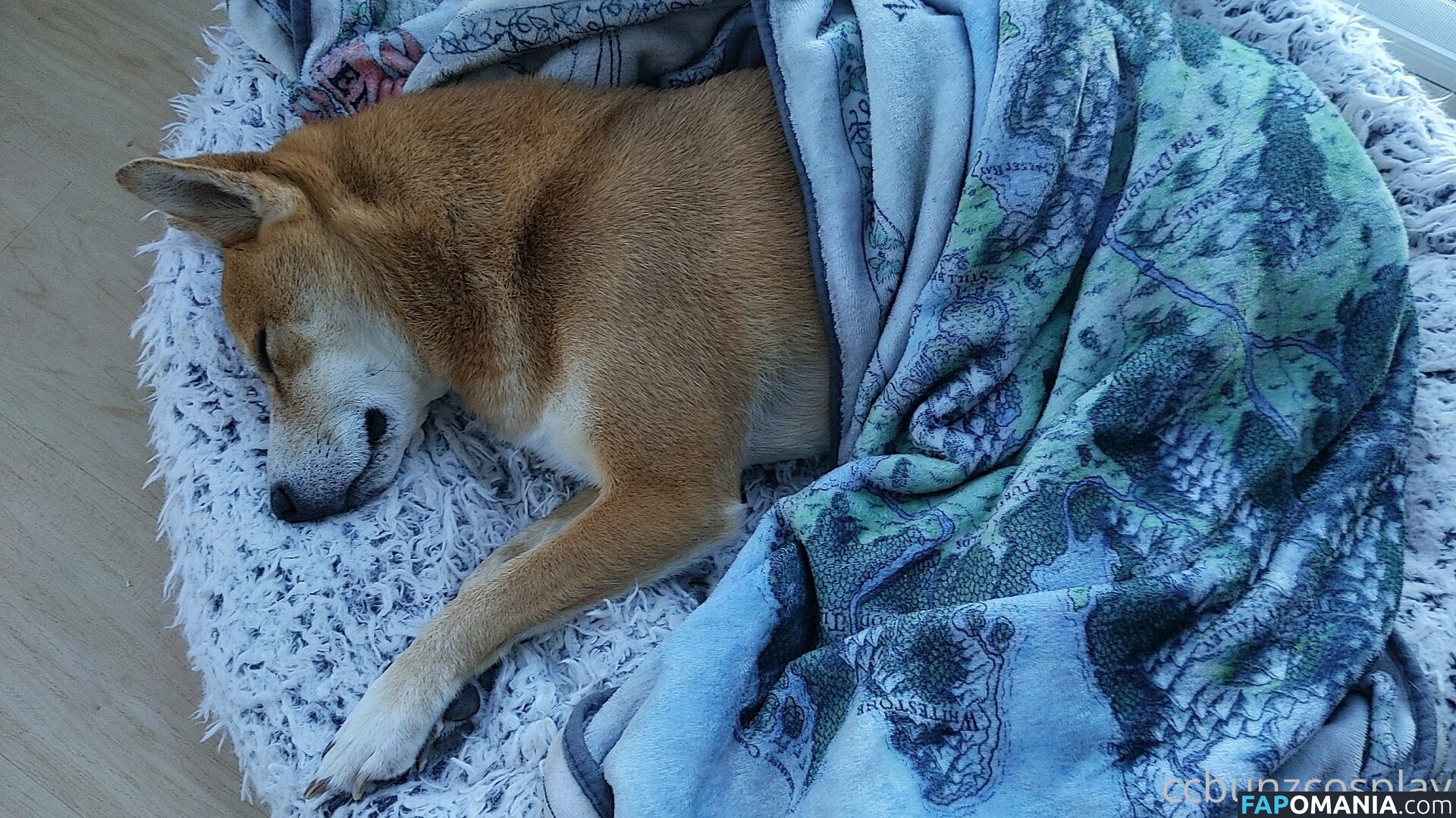 CCBunzCosplay / Ccbunz / officialccbunz Nud OnlyFans  Fotografie scursă #51