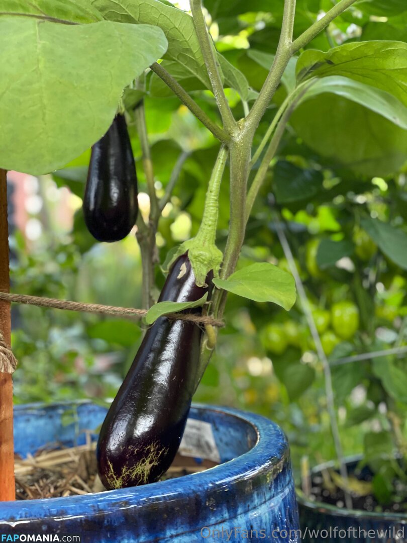 wolfofthewild / wolfofthewildd Nud OnlyFans  Fotografie scursă #7