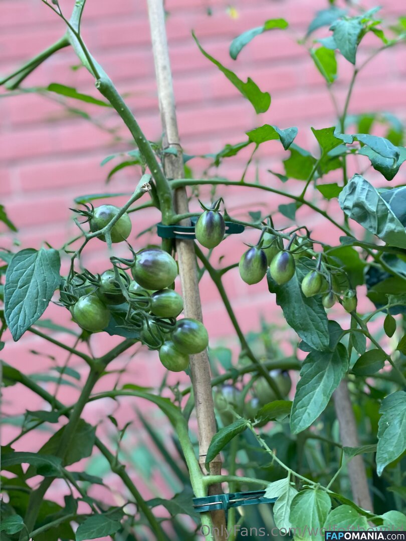 wolfofthewild / wolfofthewildd Nud OnlyFans  Fotografie scursă #9