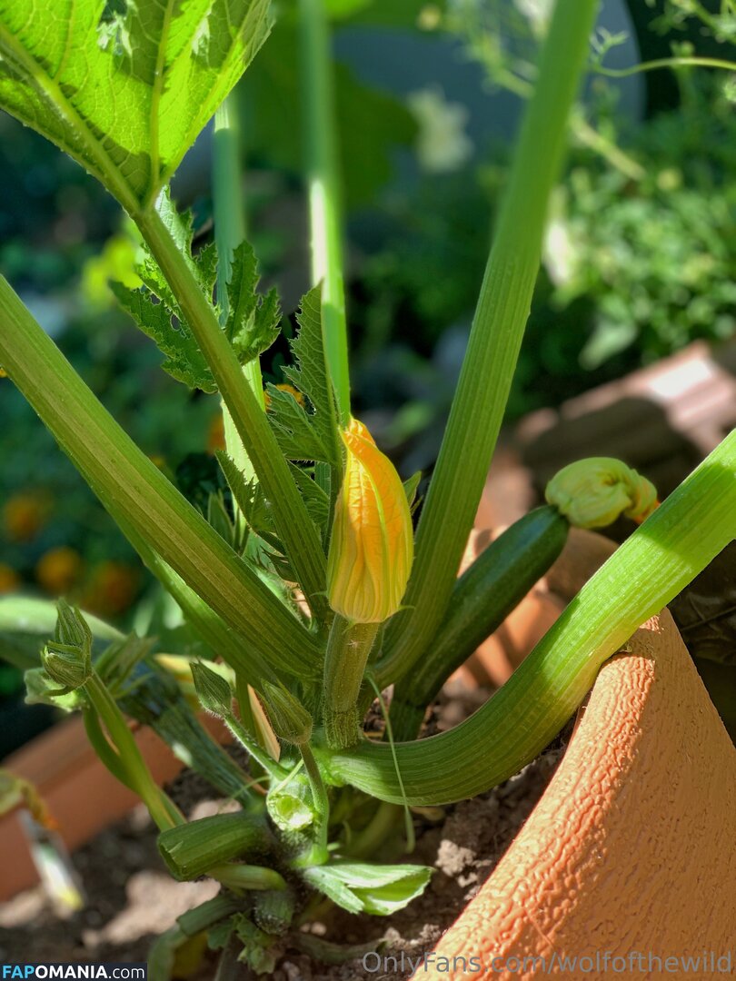 wolfofthewild / wolfofthewildd Nud OnlyFans  Fotografie scursă #14